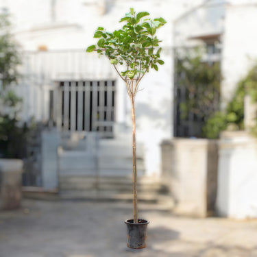 Cordia Sebestena - Orange Geiger Tree